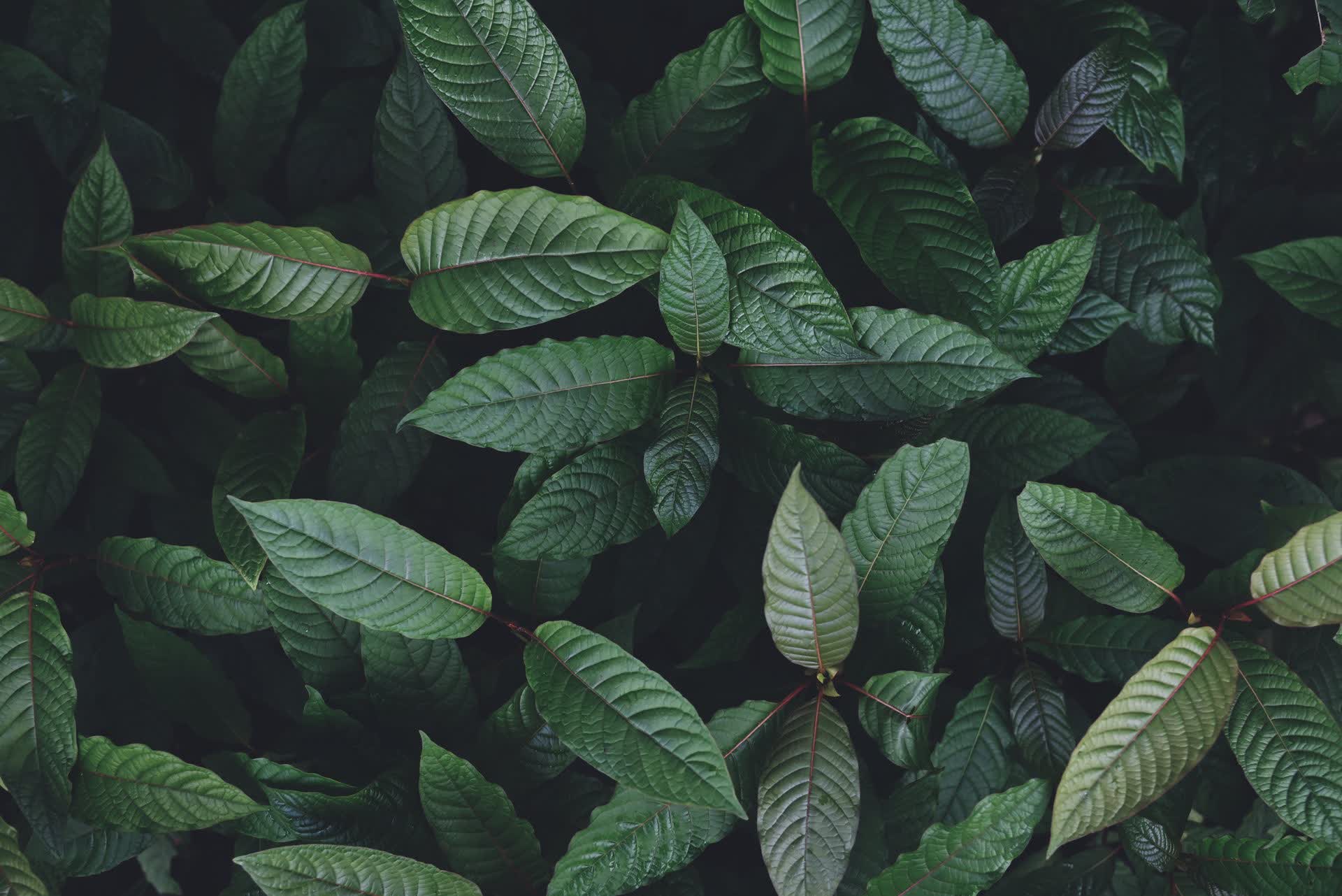Kratom leaves